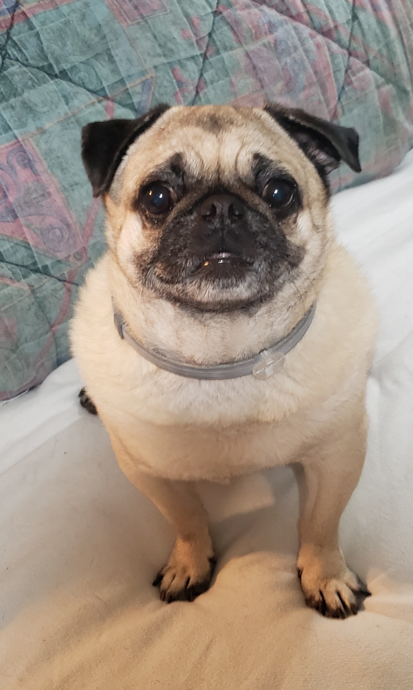Enlarge George, a Adopted Pug in Virginia Beach, VA image 2/2
