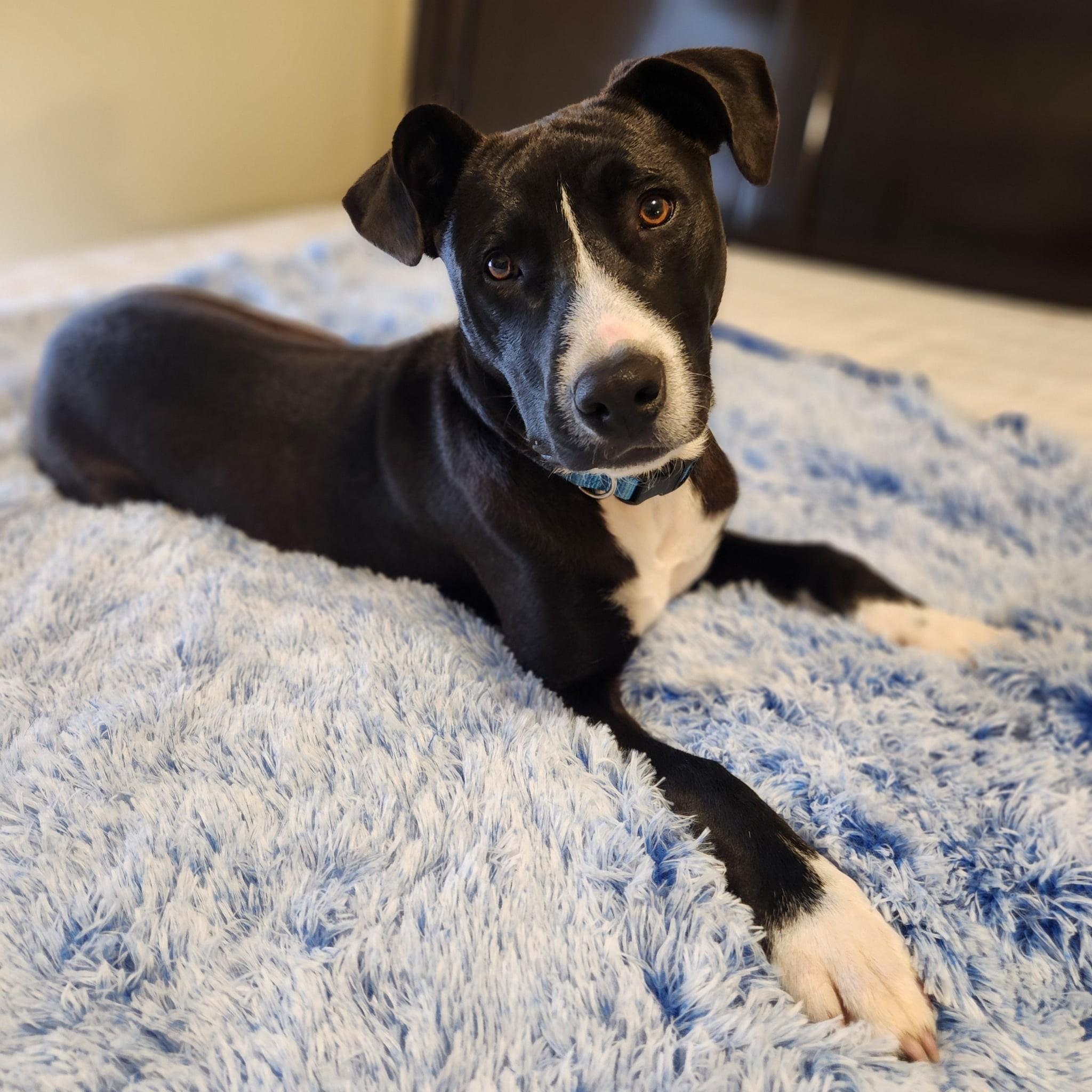 Enlarge Rebel, a Adoptable mixed breed in Okemah, OK image 2/6