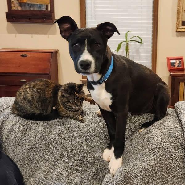 Enlarge Rebel, a Adoptable mixed breed in Okemah, OK image 6/6