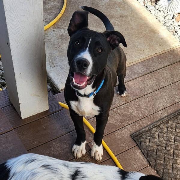 Enlarge Rebel, a Adoptable mixed breed in Okemah, OK image 1/6