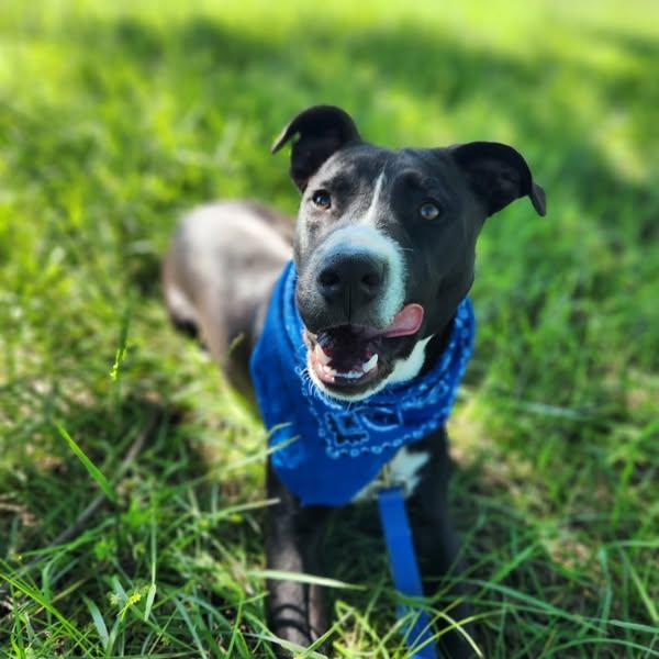 Enlarge Rebel, a Adoptable mixed breed in Okemah, OK image 3/6