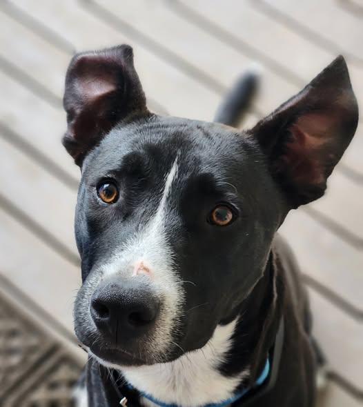 Enlarge Rebel, a Adoptable mixed breed in Okemah, OK image 4/6