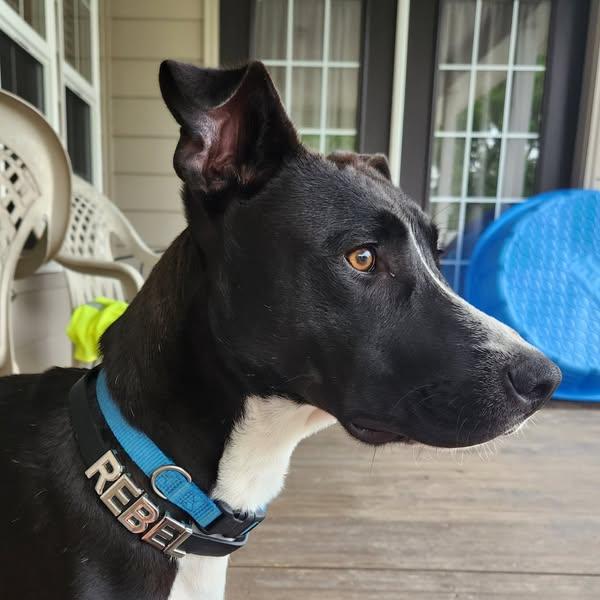 Enlarge Rebel, a Adoptable mixed breed in Okemah, OK image 5/6