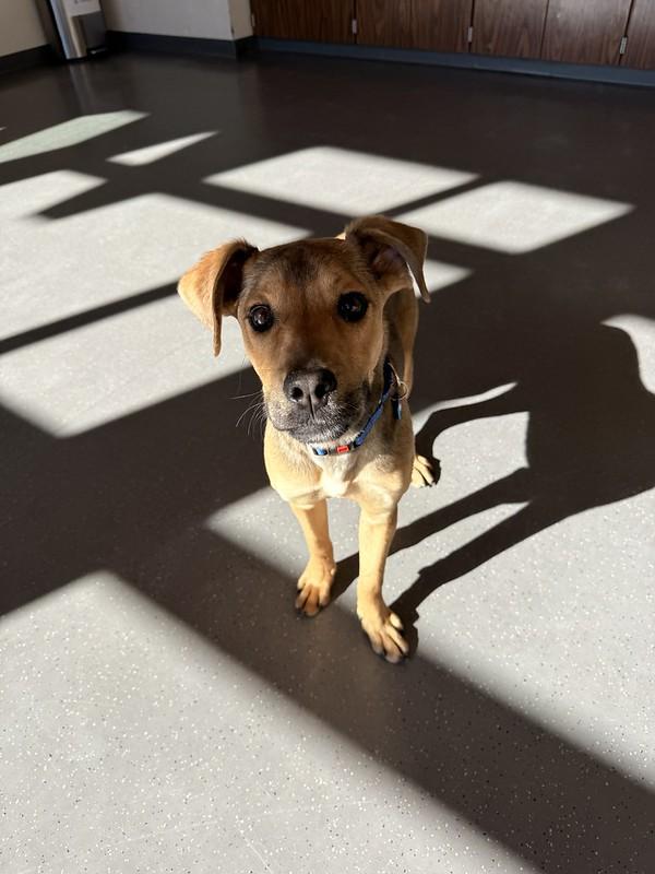 Enlarge Nacho , an adopted Mixed Breed in Truckee, CA image 6/6