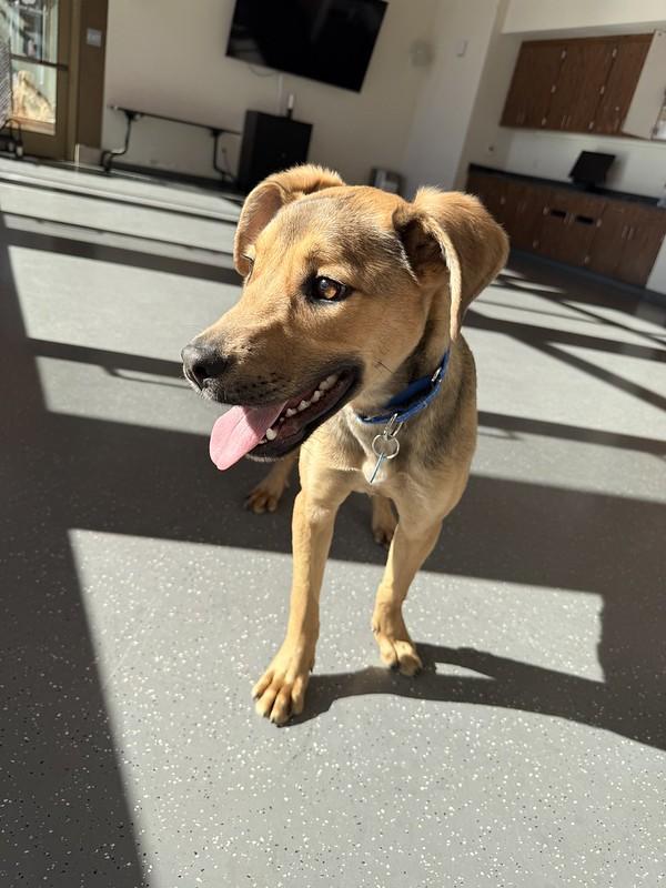 Enlarge Nacho , an adopted Mixed Breed in Truckee, CA image 5/6