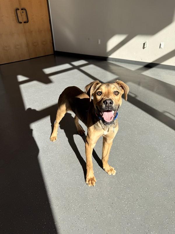 Nacho , adopted, Young Male Mixed Breed.