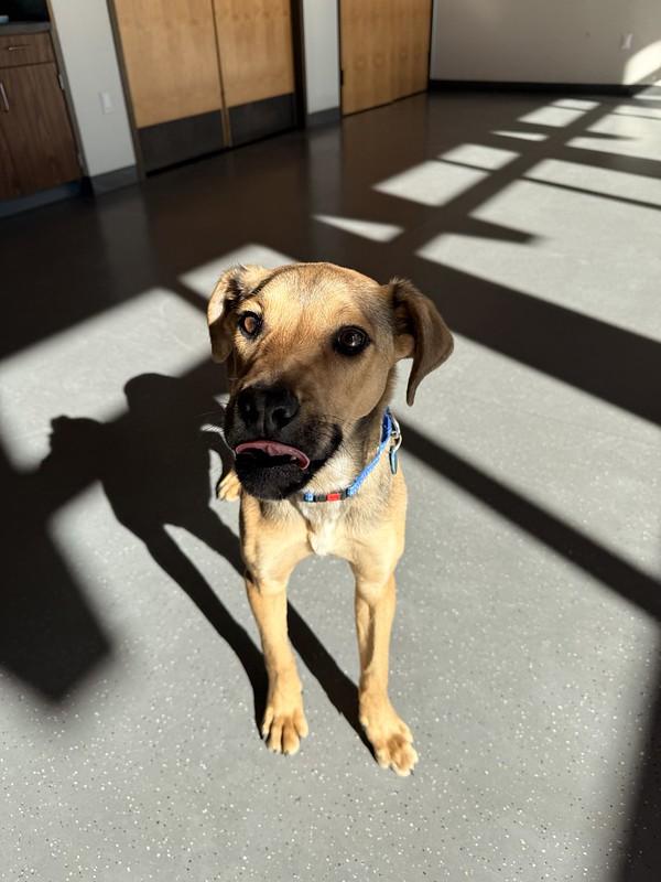 Enlarge Nacho , an adopted Mixed Breed in Truckee, CA image 4/6