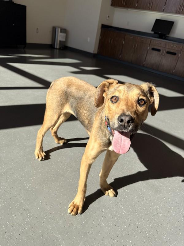 Enlarge Nacho , an adopted Mixed Breed in Truckee, CA image 2/6