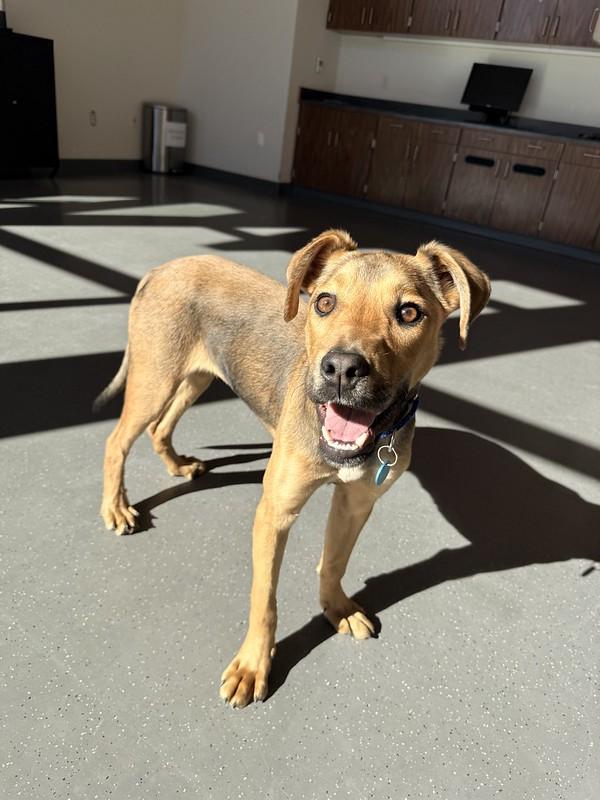 Enlarge Nacho , an adopted Mixed Breed in Truckee, CA image 3/6