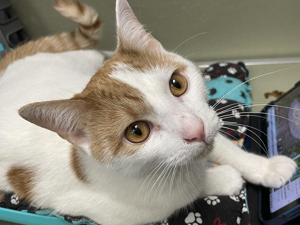 Knockout, Adoptable, Kitten Male Domestic Short Hair.