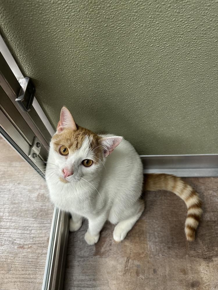 Enlarge Knockout, a Adoptable mixed breed in Milltown, NJ image 2/3