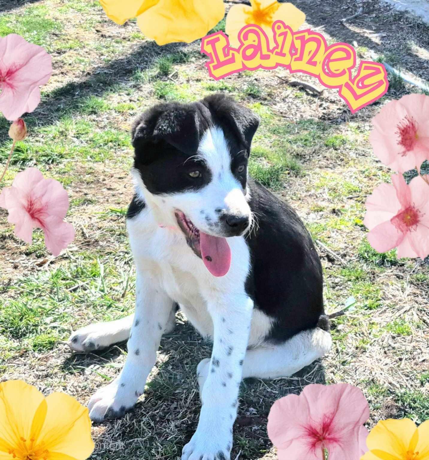 Lainey, Adopted, Puppy Female Border Collie.