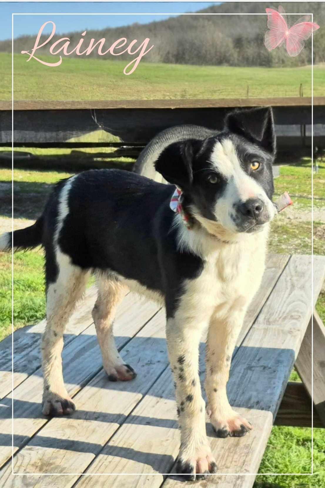 Enlarge Lainey, a Adopted Border Collie image 2/6