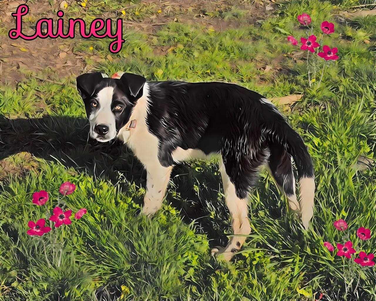 Enlarge Lainey, a Adopted Border Collie image 3/6
