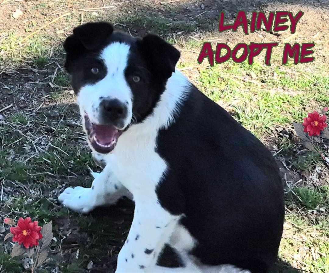 Enlarge Lainey, a Adopted Border Collie image 4/6