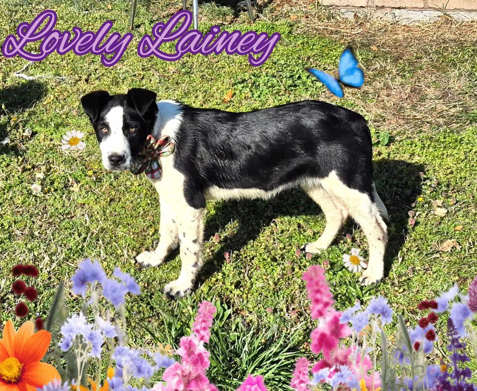 Enlarge Lainey, a Adopted Border Collie image 5/6