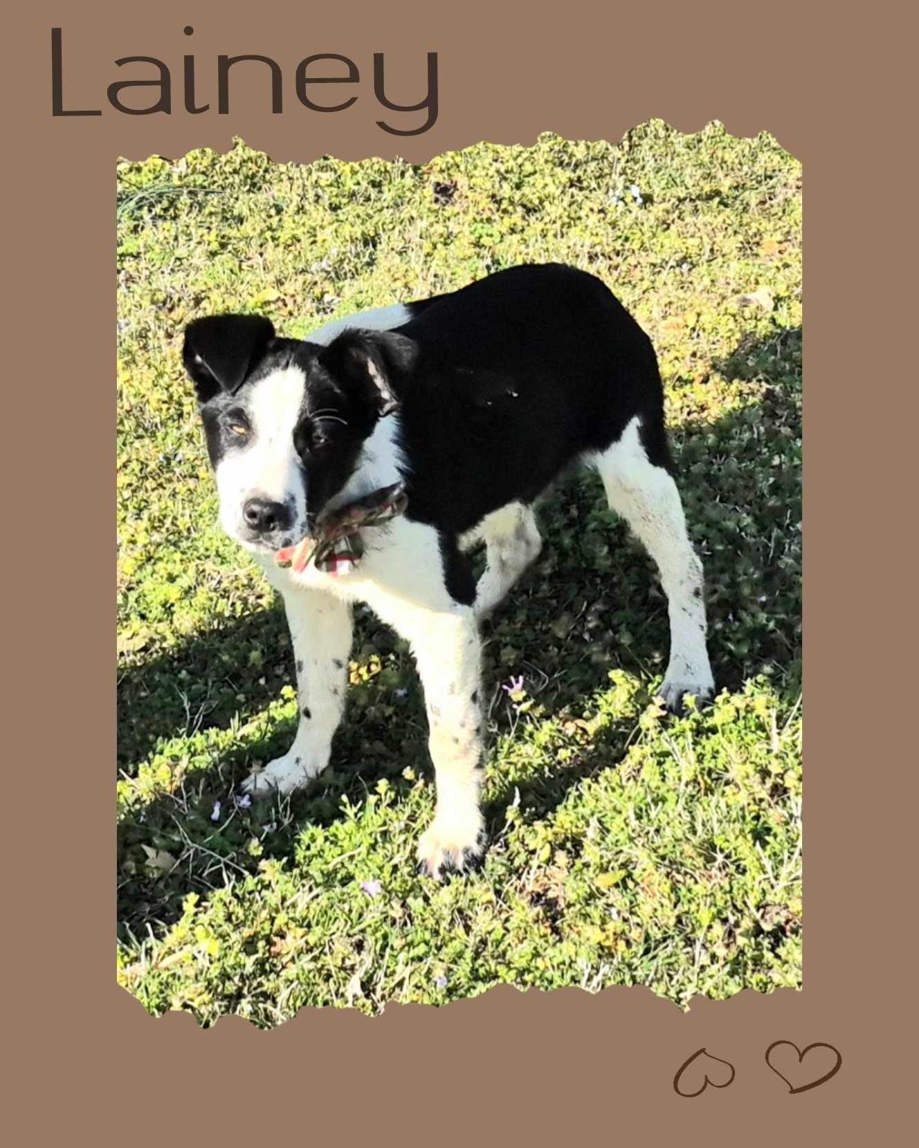 Enlarge Lainey, a Adopted Border Collie image 6/6