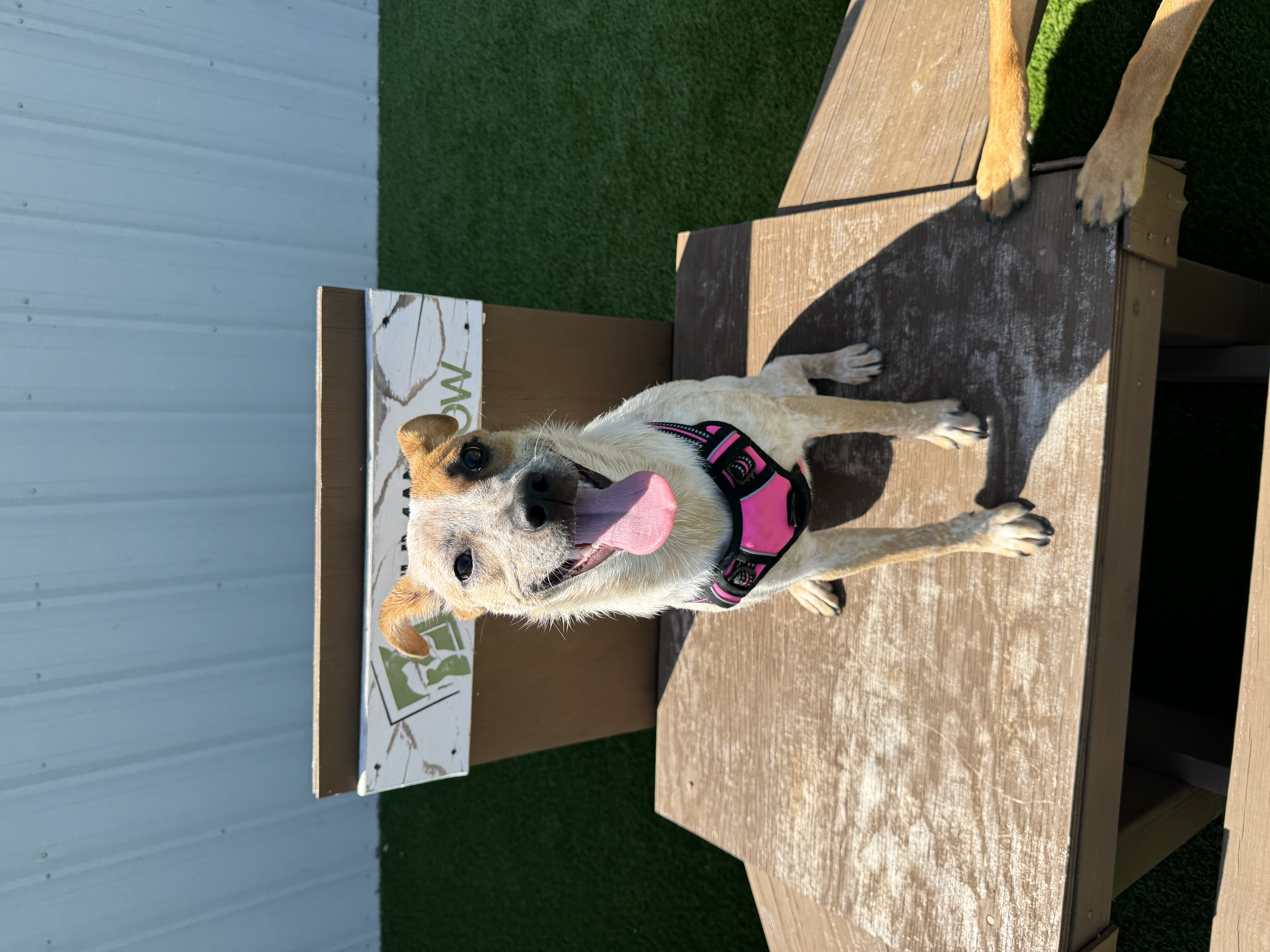 Holly, Adoptable, Young Female Australian Cattle Dog / Blue Heeler.