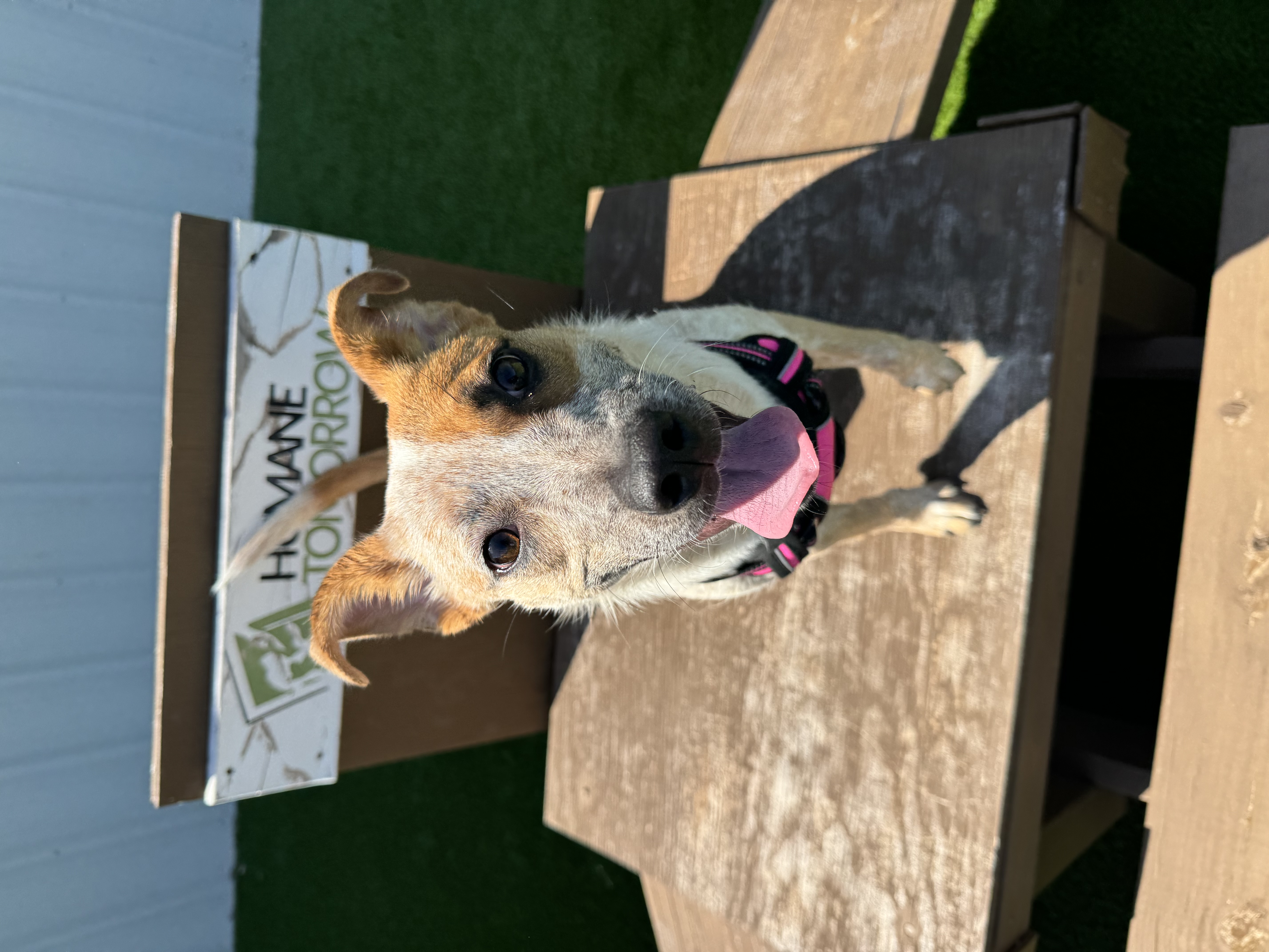 Enlarge Holly, a Adoptable mixed breed in Denton, TX image 2/6