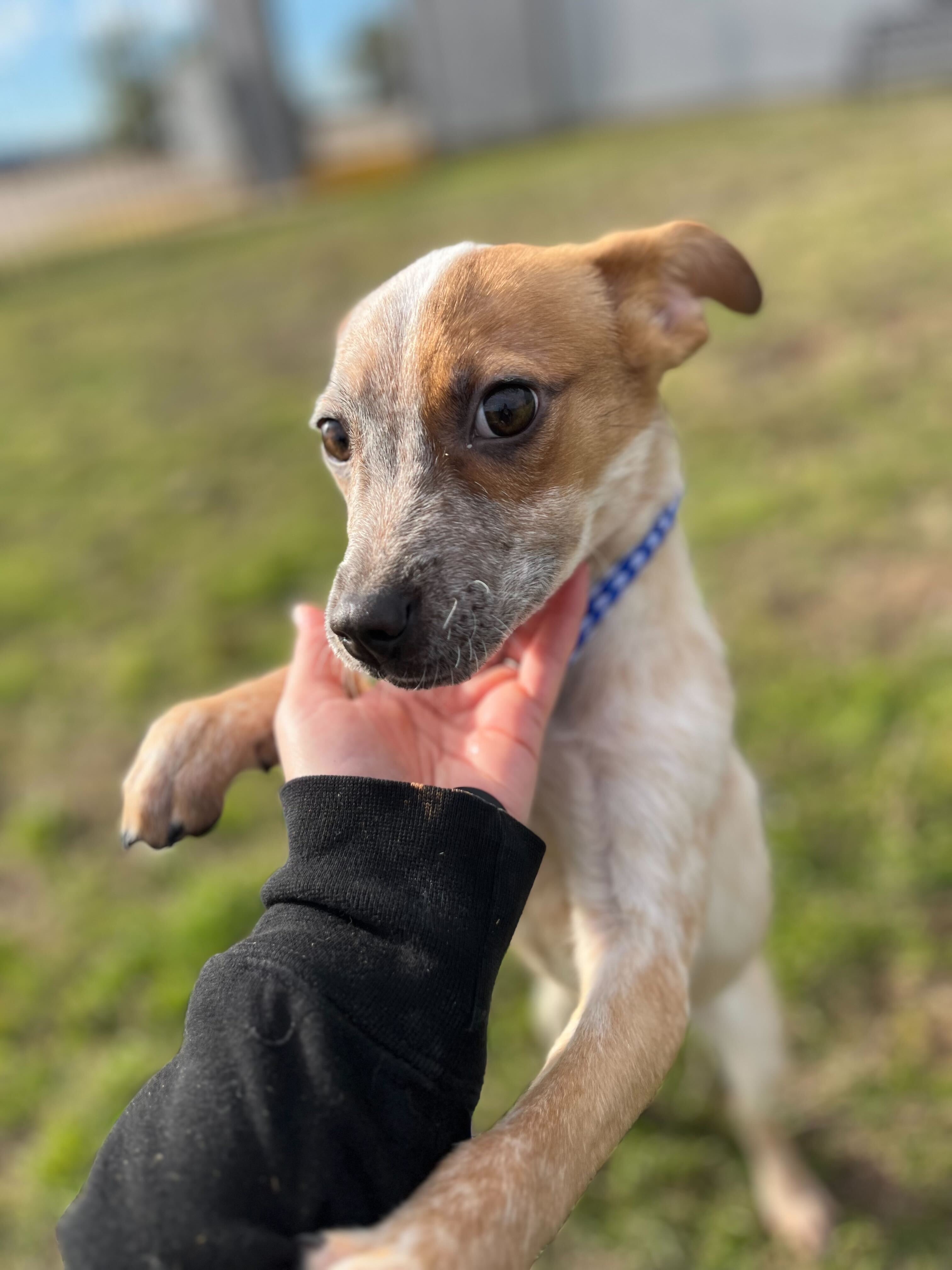 Enlarge Holly, a Adoptable mixed breed in Denton, TX image 5/6