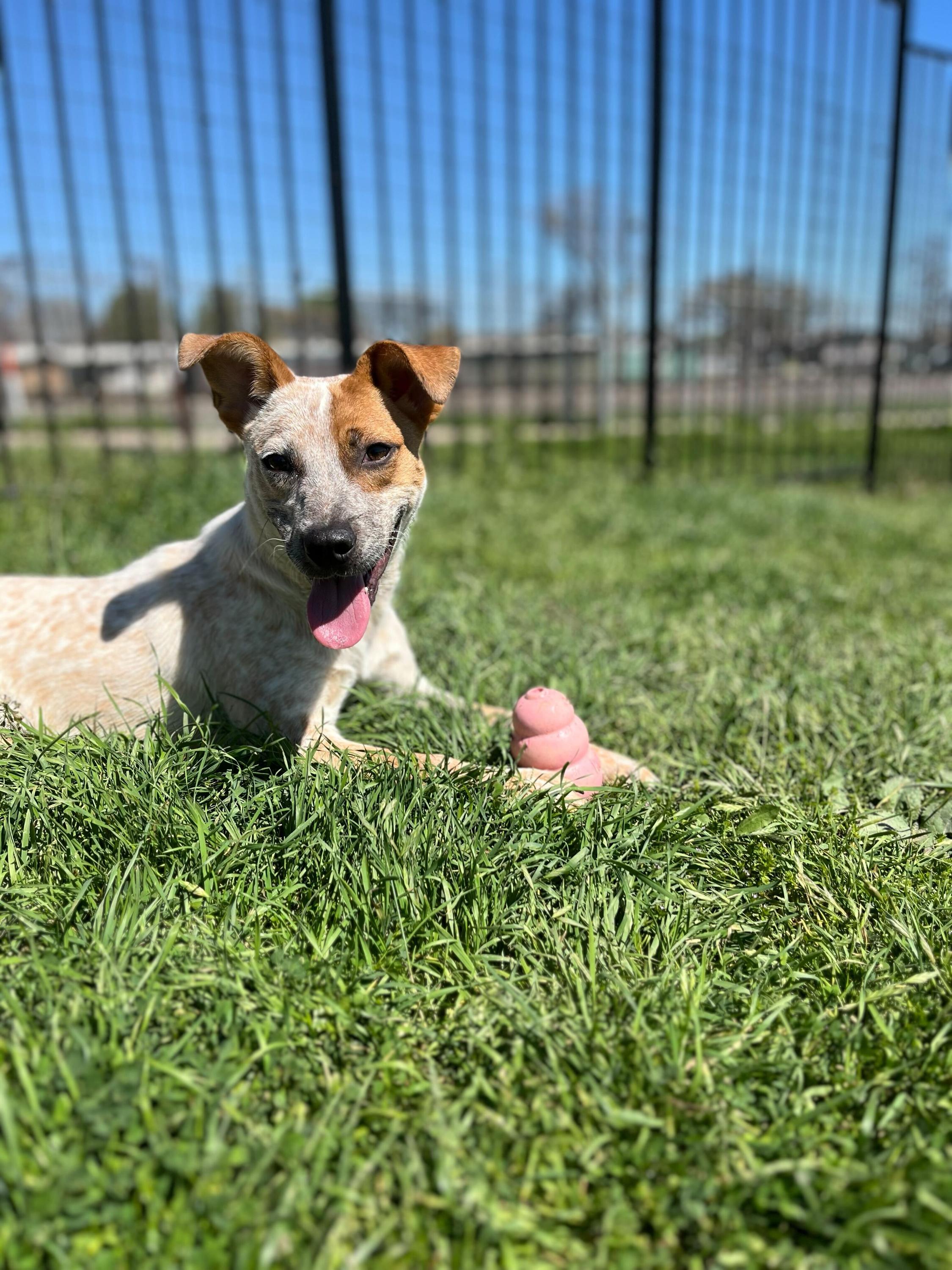 Enlarge Holly, a Adoptable mixed breed in Denton, TX image 4/6