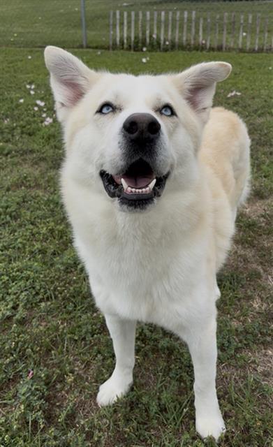 BLITZ, Adoptable, Adult Male Husky.