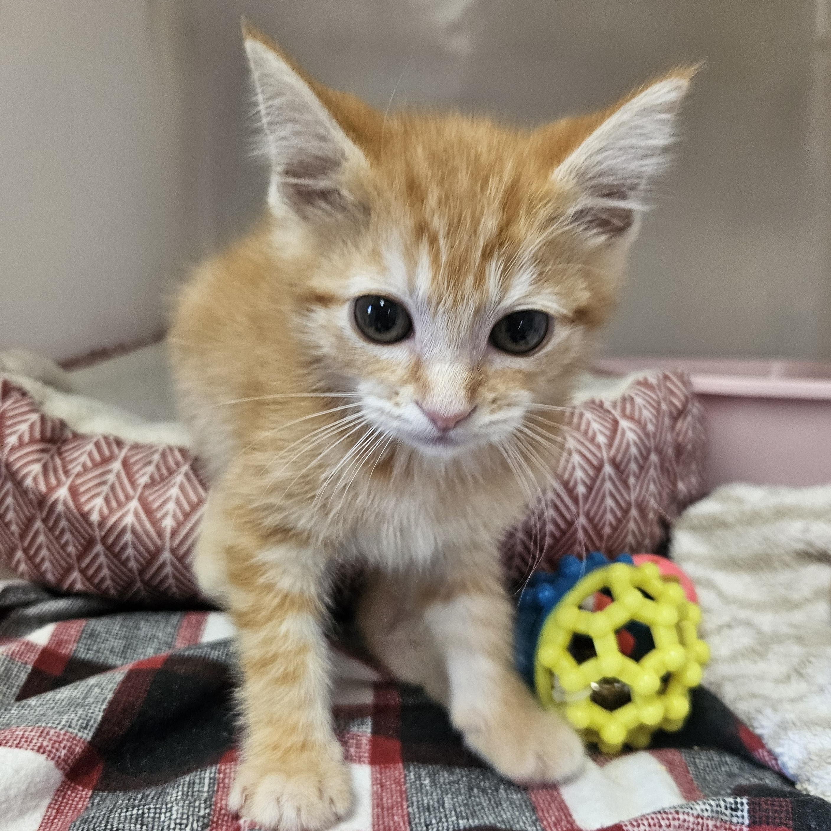 Pickle, an adoptable American Shorthair in The Dalles, OR, 97058 | Photo Image 3