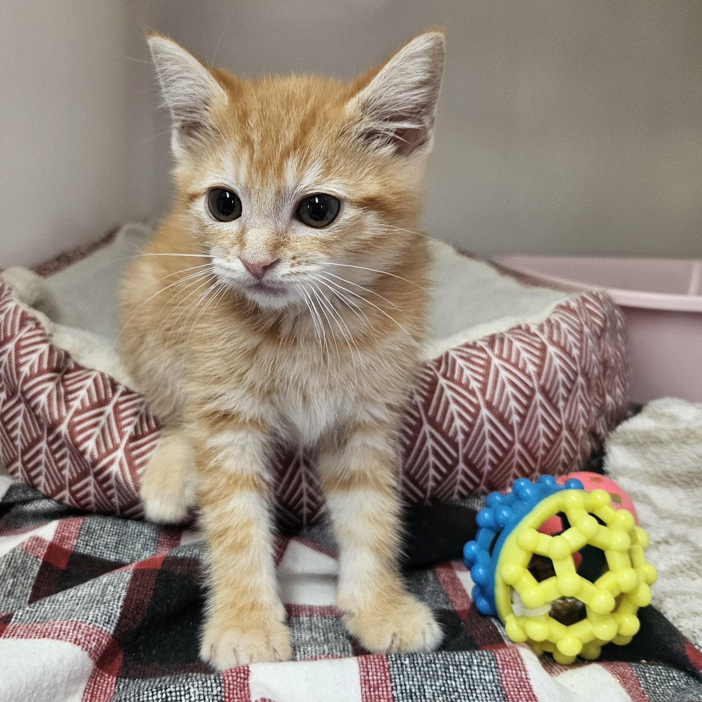 Pickle, an adoptable American Shorthair in The Dalles, OR, 97058 | Photo Image 1