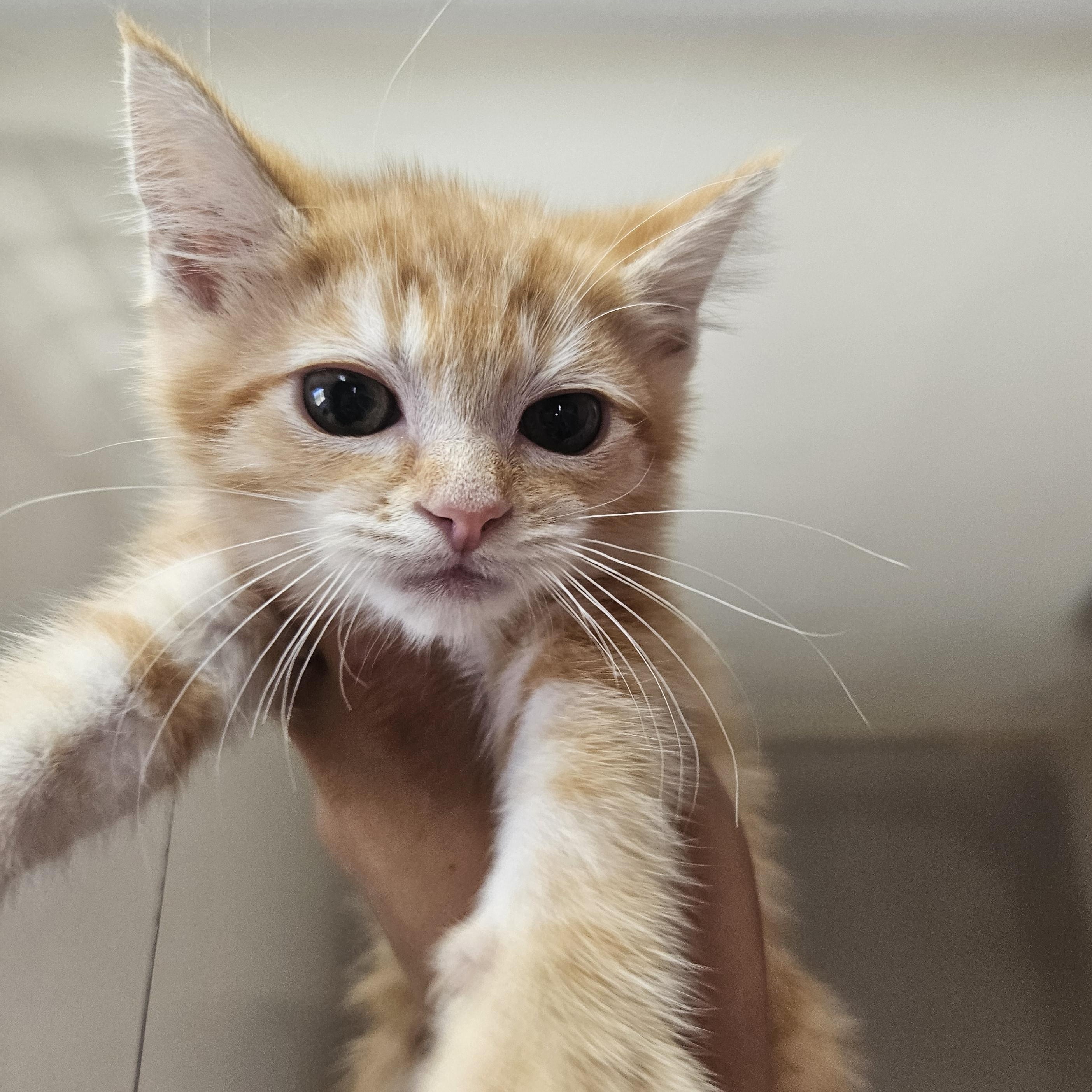 Pickle, an adoptable American Shorthair in The Dalles, OR, 97058 | Photo Image 2
