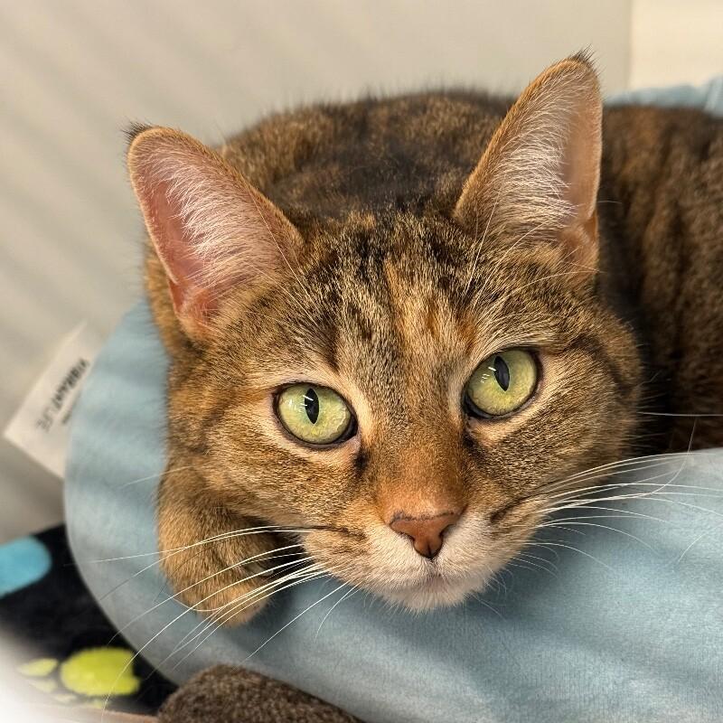 Enlarge Peepers, a Adoptable Domestic Short Hair in Roanoke, VA image 1/3