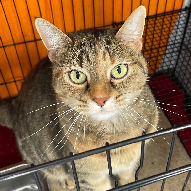 Enlarge Peepers, a Adoptable Domestic Short Hair in Roanoke, VA image 1/1