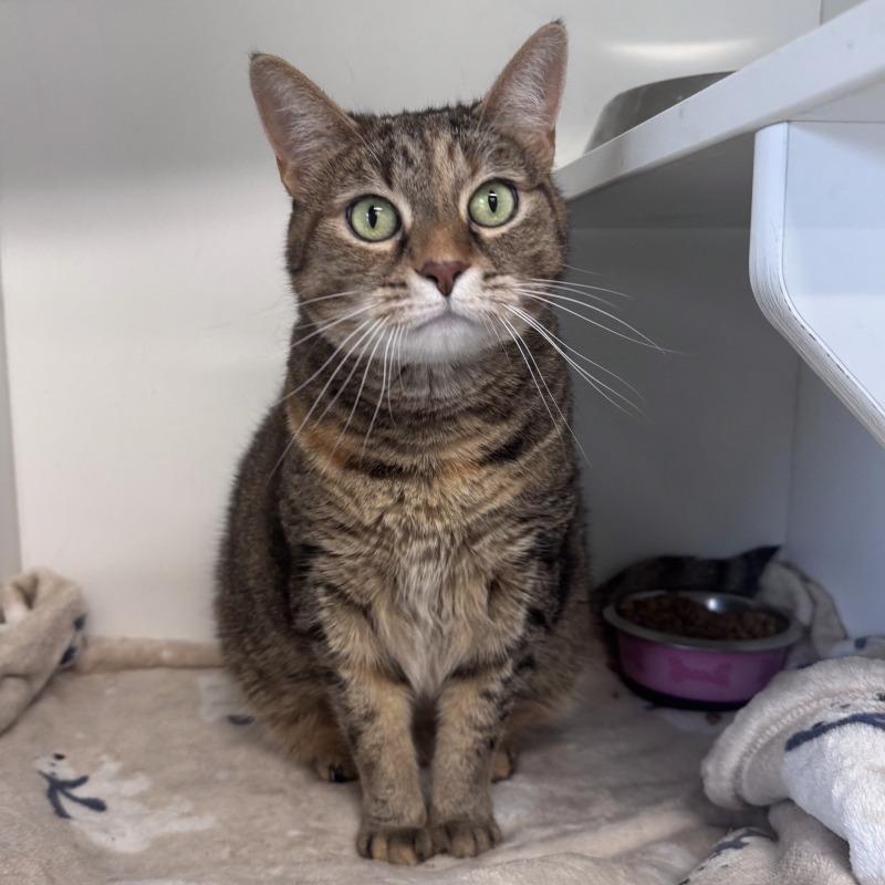 Peepers, a Adoptable Domestic Short Hair in Roanoke, VA image 3/4