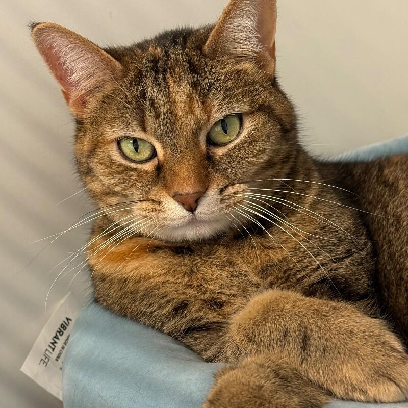 Enlarge Peepers, a Adoptable Domestic Short Hair in Roanoke, VA image 3/3