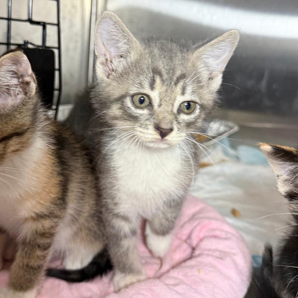 Enlarge Sprout, a ADOPTABLE Domestic Short Hair in Parkland, FL image 2/4