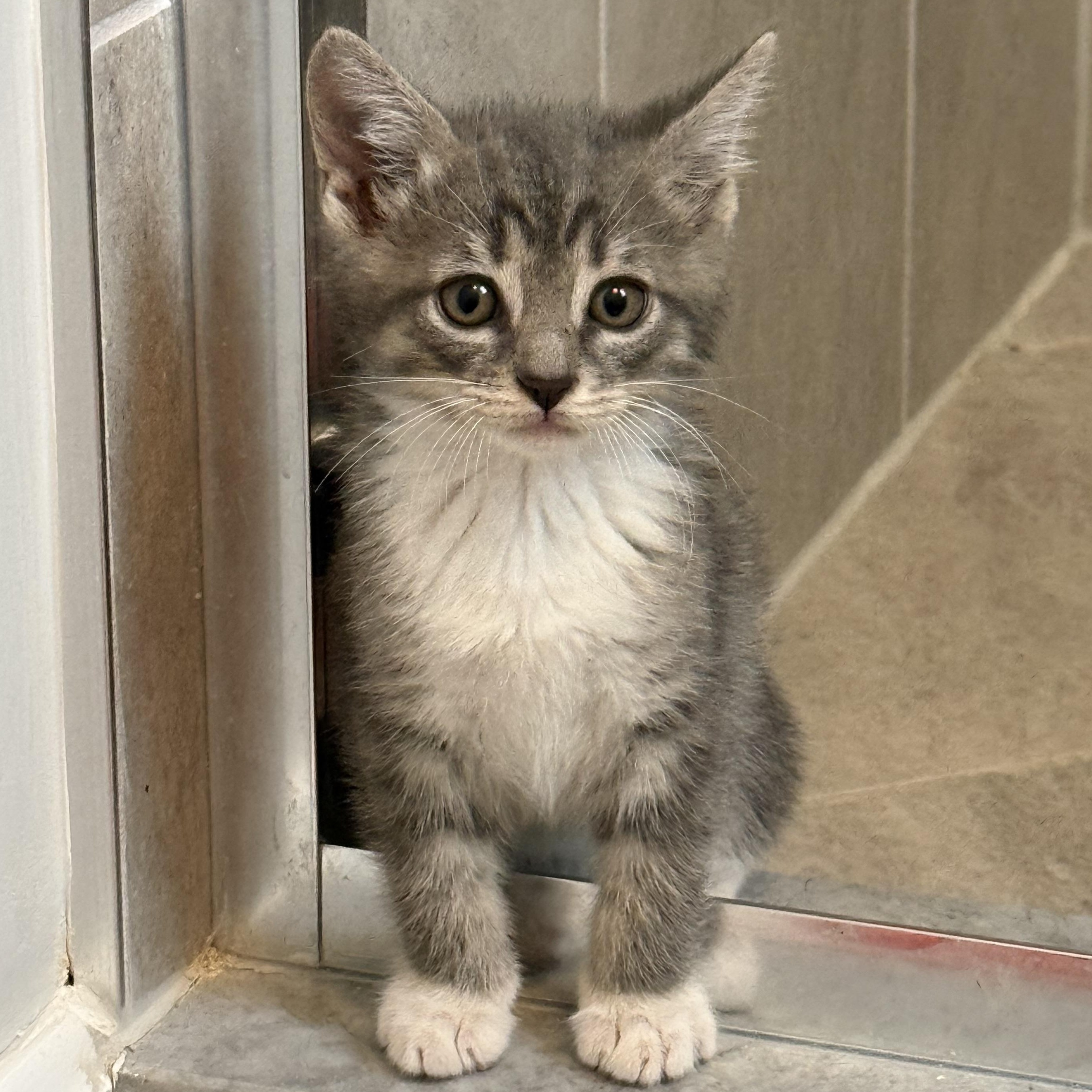 Sprout, ADOPTABLE, Young Male Domestic Short Hair.
