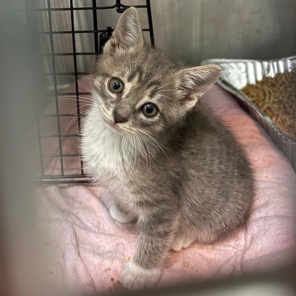 Enlarge Sprout, a ADOPTABLE Domestic Short Hair in Parkland, FL image 4/4
