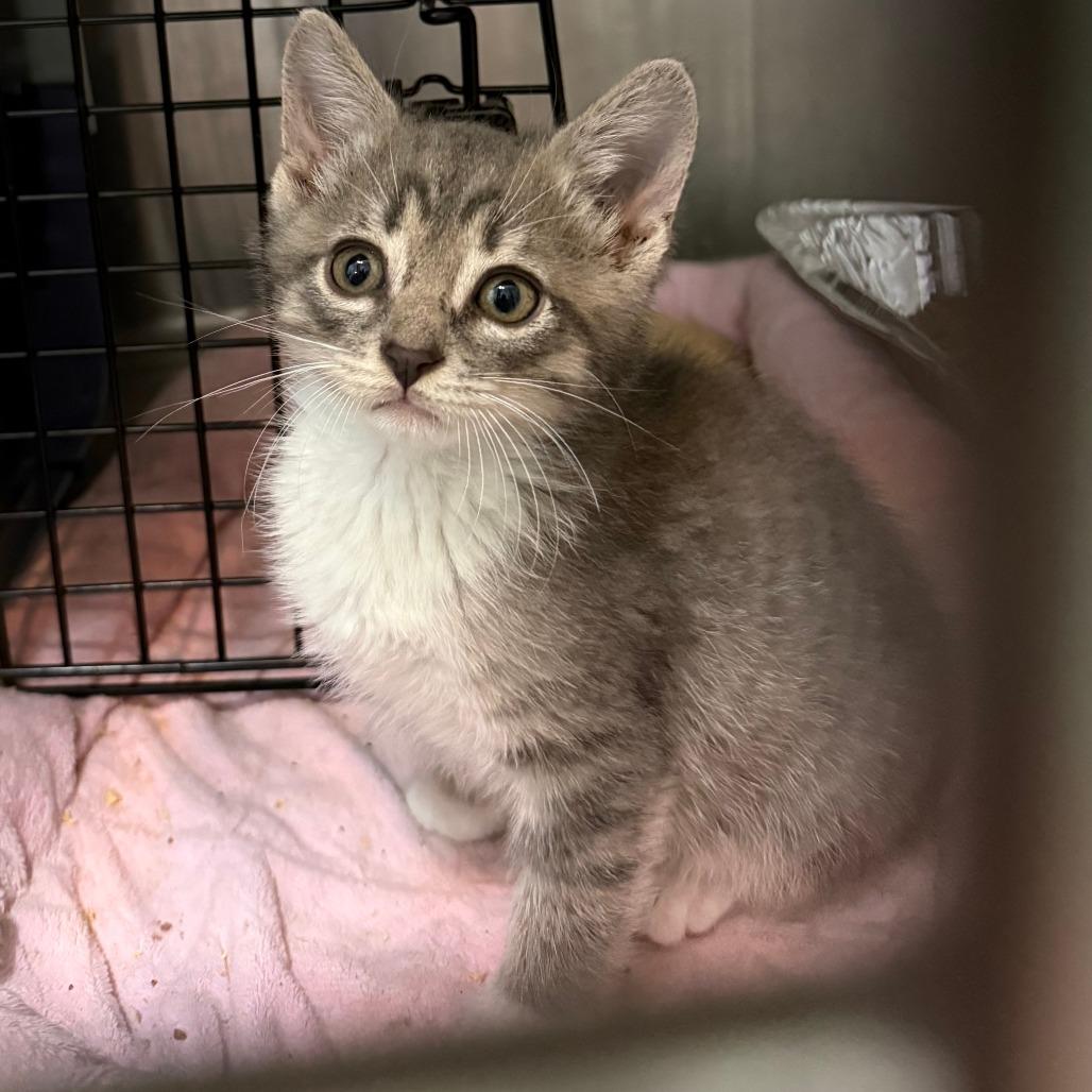 Enlarge Sprout, a ADOPTABLE Domestic Short Hair in Parkland, FL image 3/4