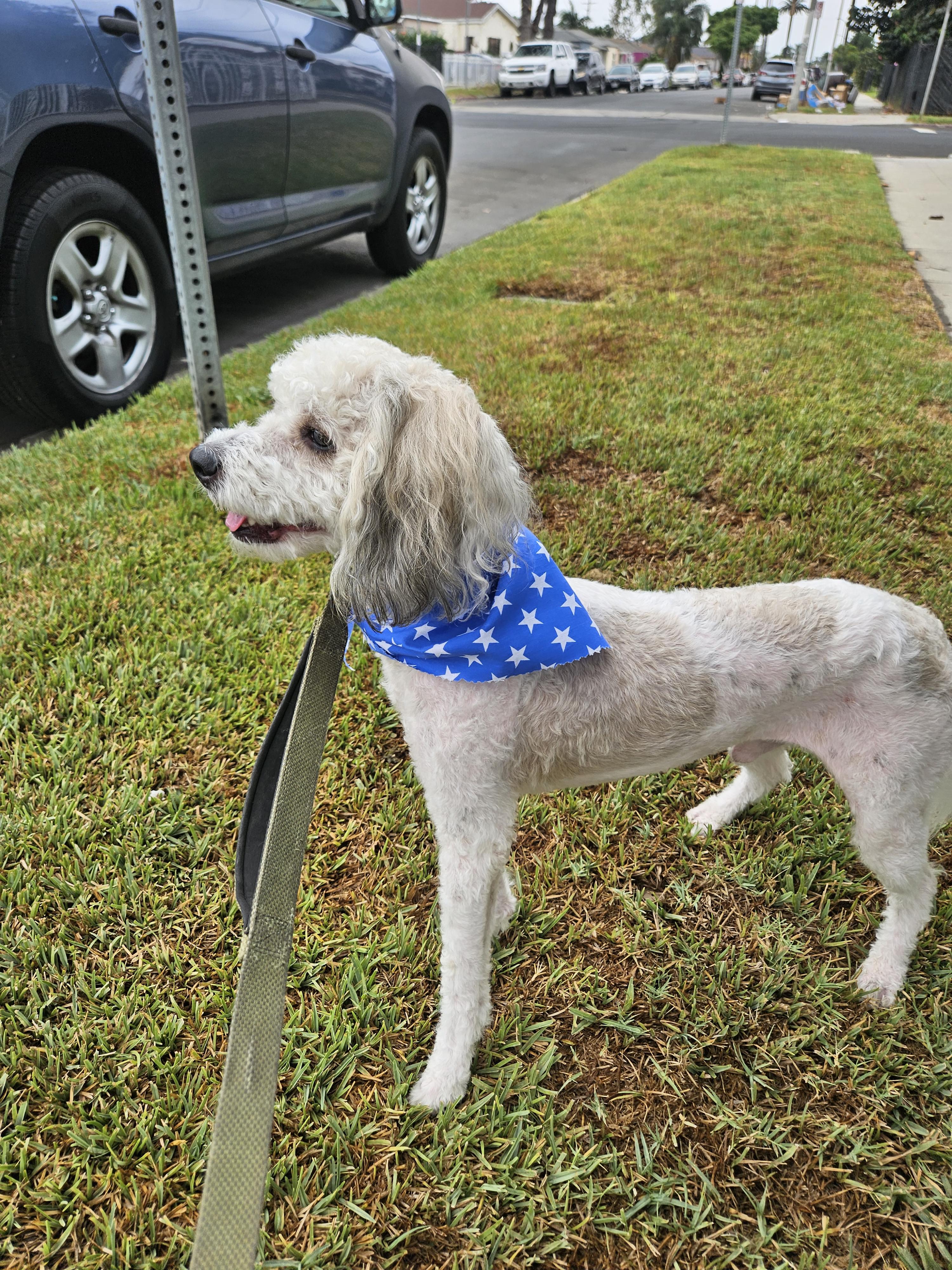 Kai, an adoptable Cockapoo in Los Angeles, CA, 90002 | Photo Image 2