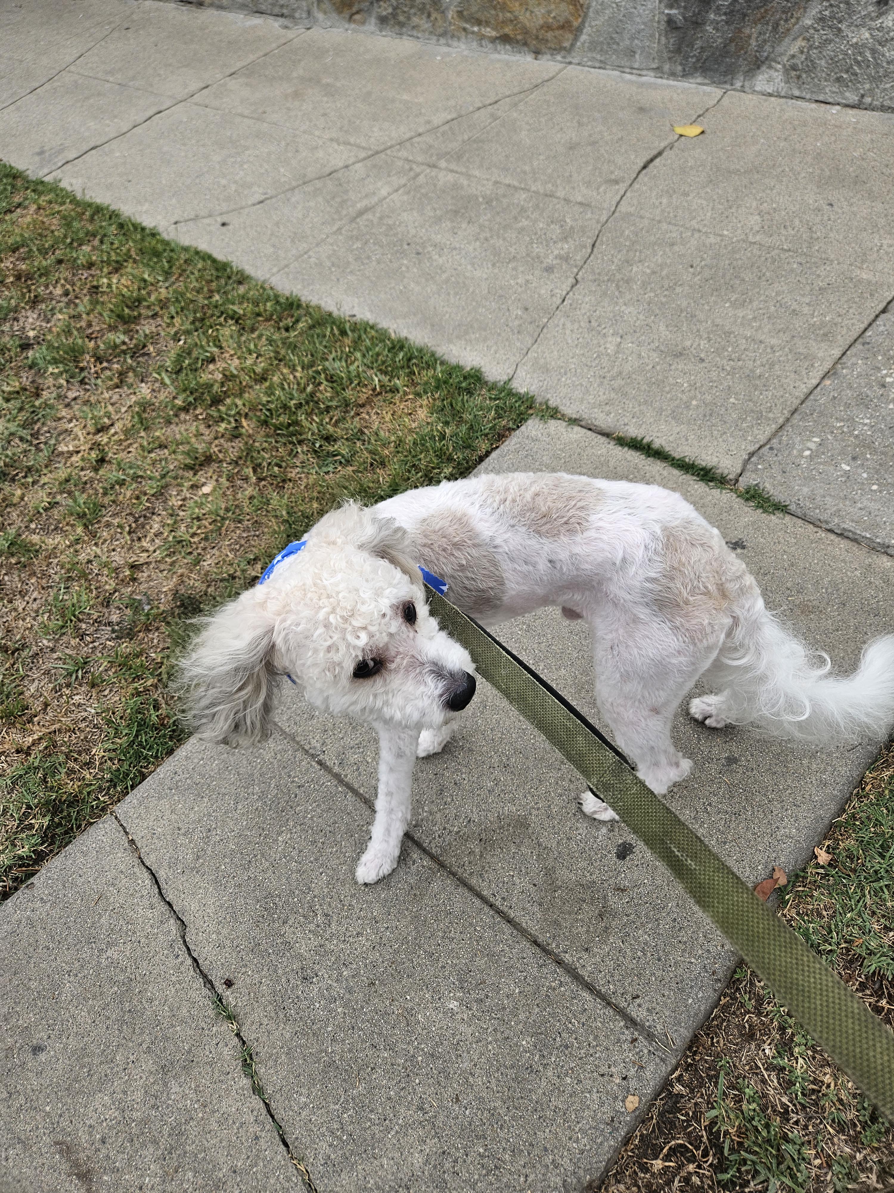 Kai, an adoptable Cockapoo in Los Angeles, CA, 90002 | Photo Image 5