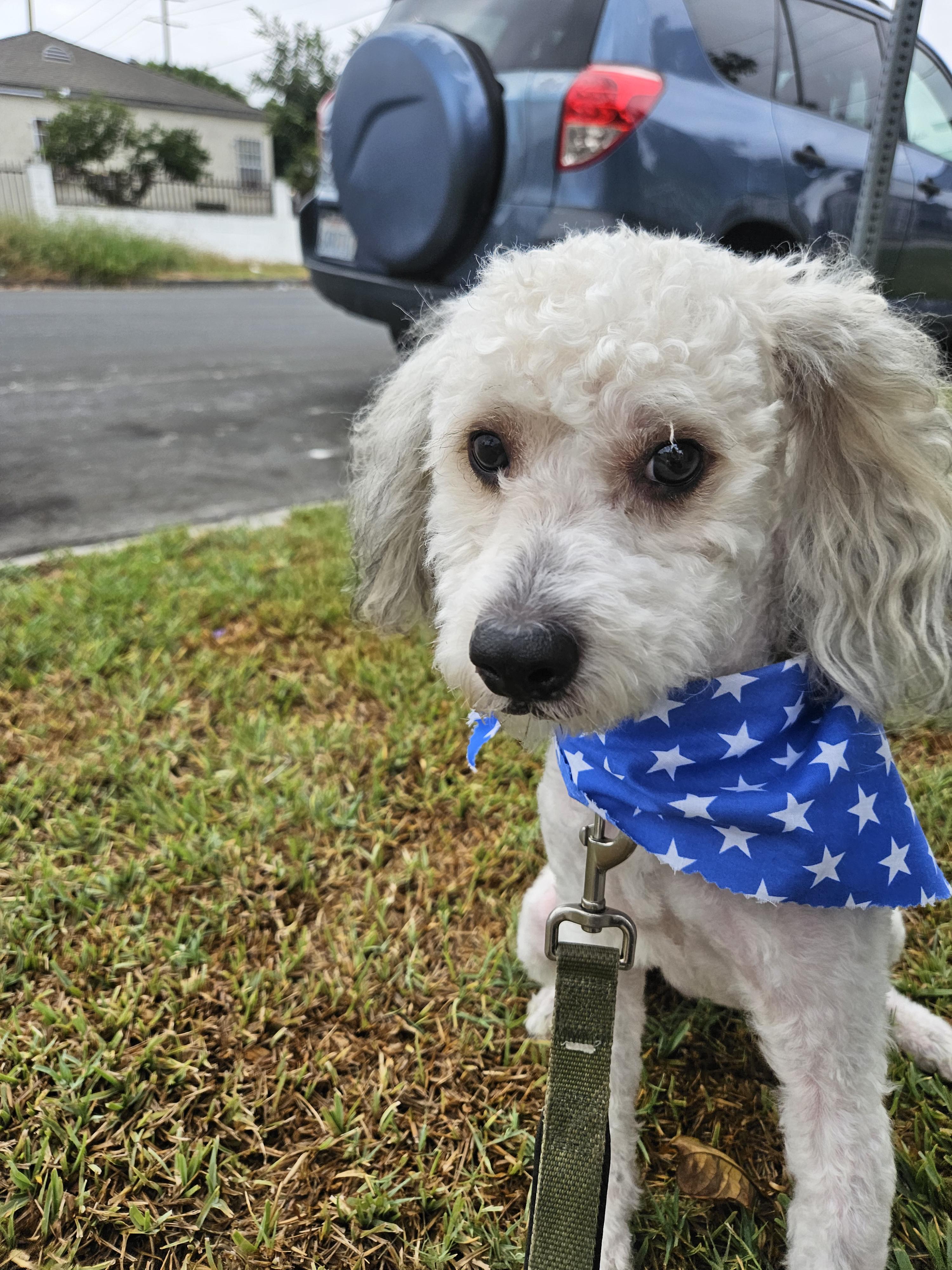 Kai, an adoptable Cockapoo in Los Angeles, CA, 90002 | Photo Image 1