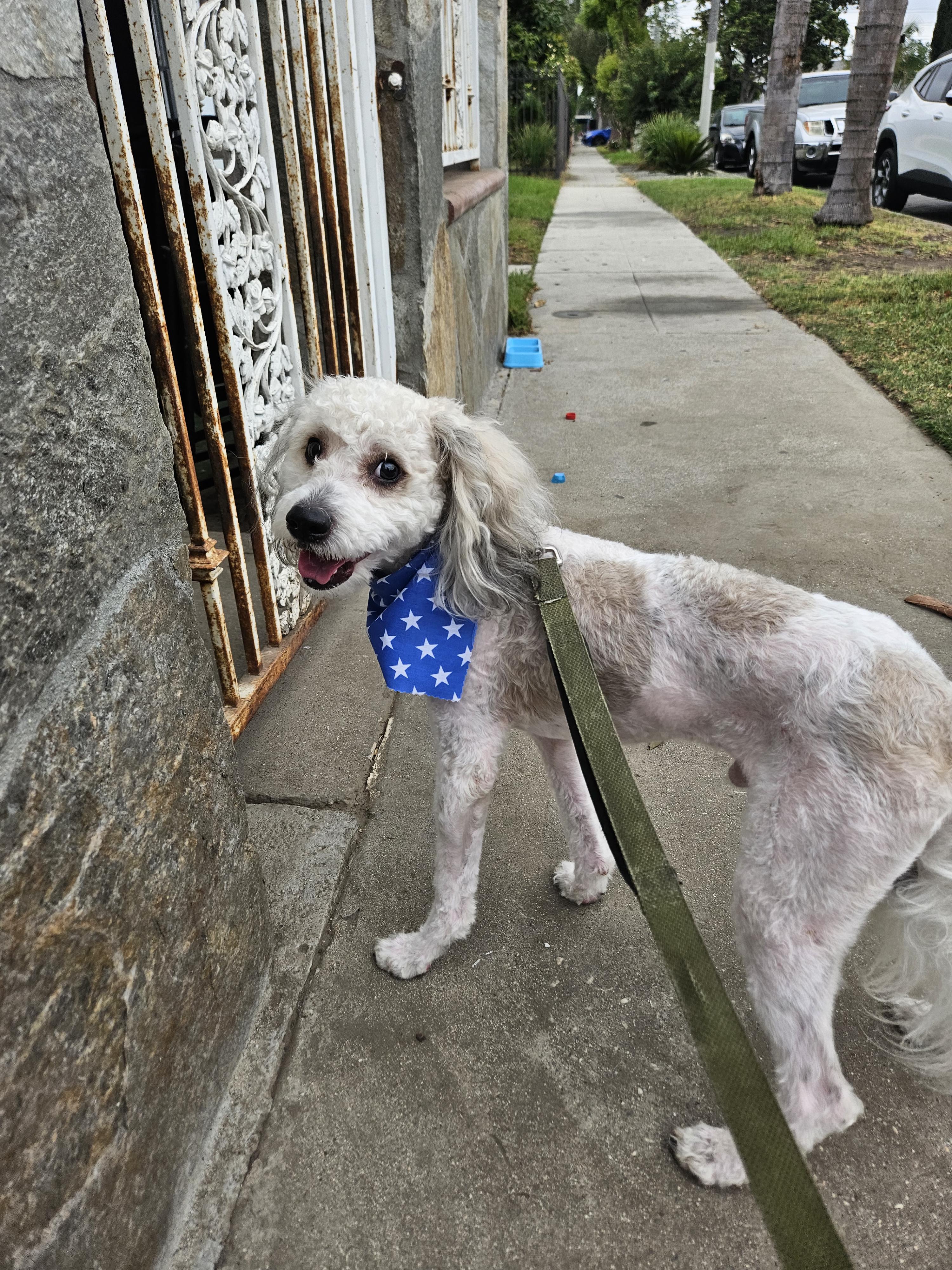 Kai, an adoptable Cockapoo in Los Angeles, CA, 90002 | Photo Image 4