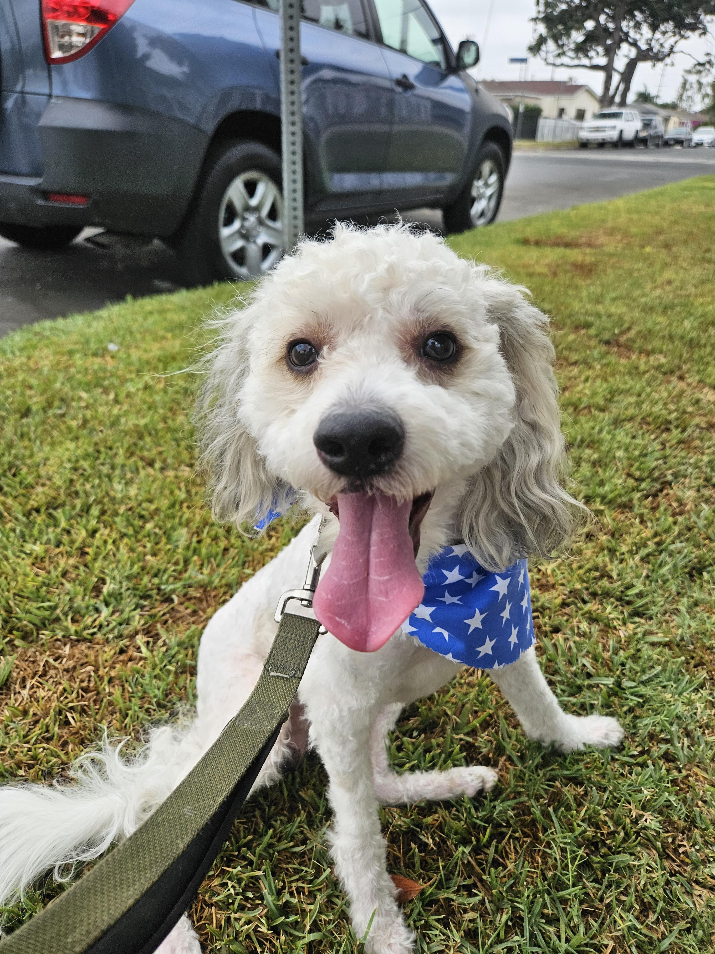 Kai, an adoptable Cockapoo in Los Angeles, CA, 90002 | Photo Image 3
