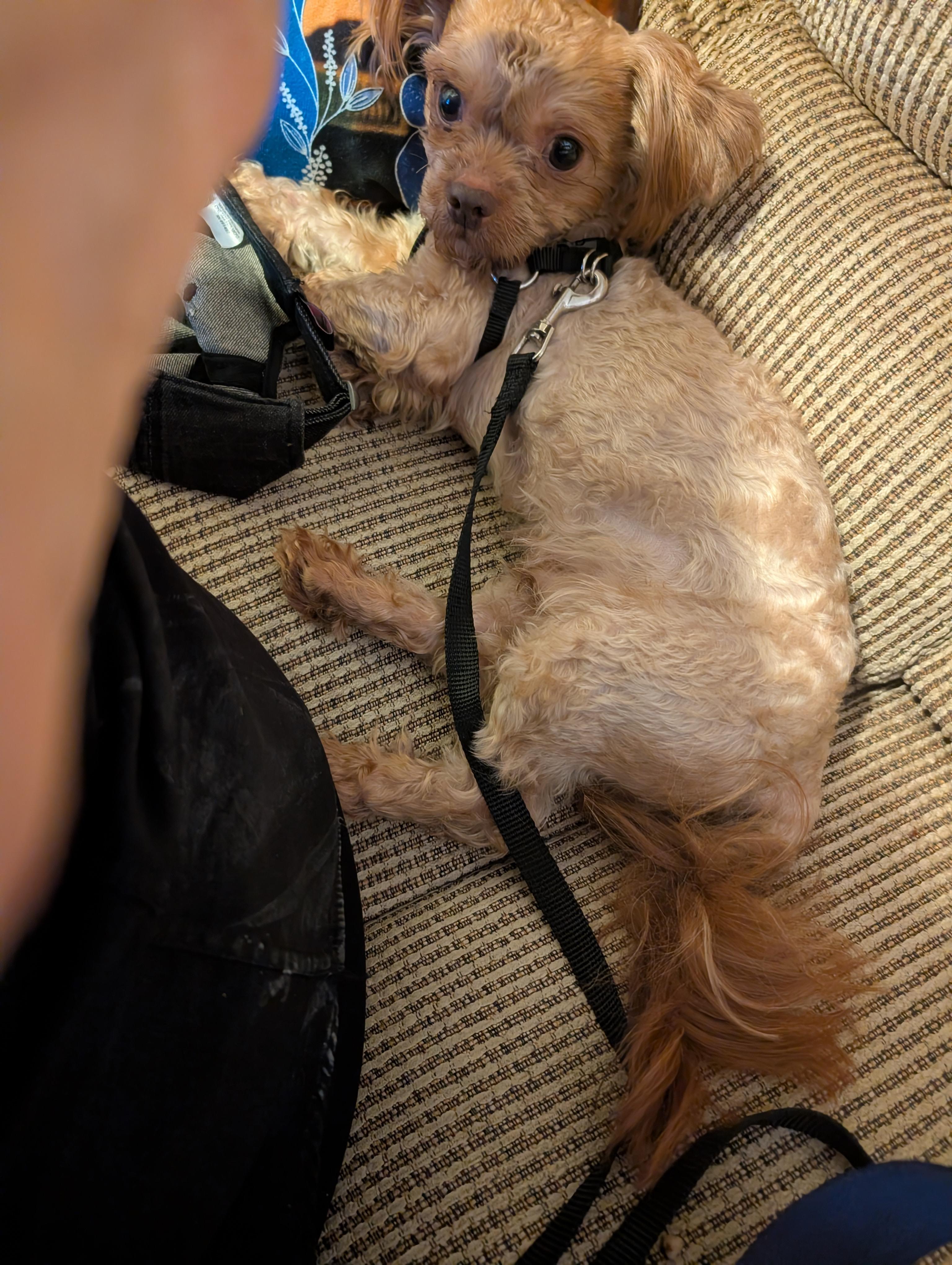 Enlarge Frito, a Adoptable mixed breed in Homer Glen, IL image 2/6