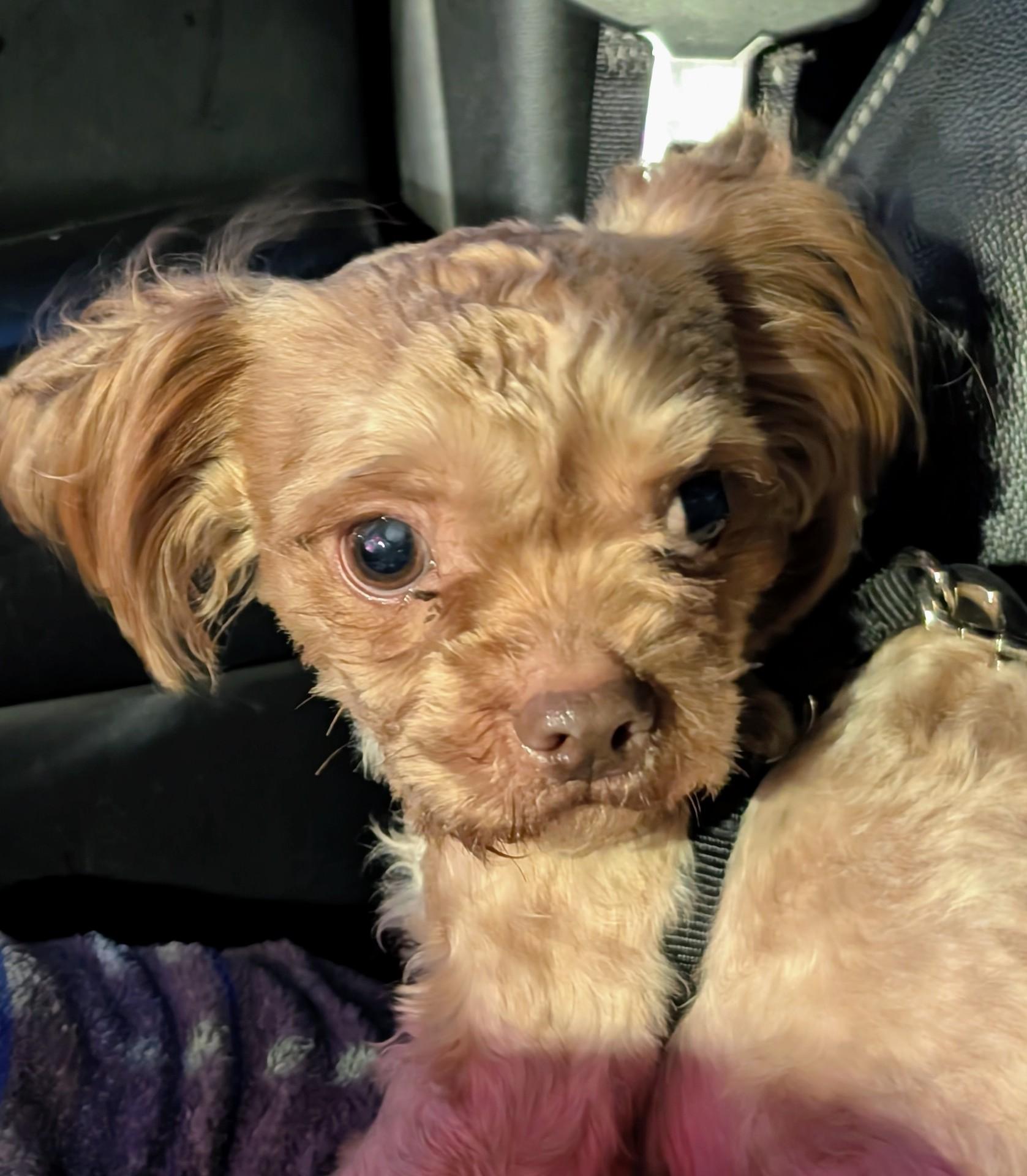 Frito, Adoptable, Young Male Shih Tzu & Poodle (Toy).