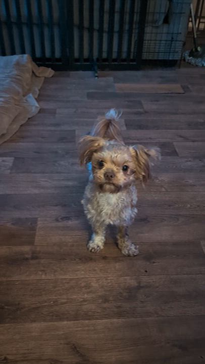 Enlarge Frito, a Adoptable mixed breed in Homer Glen, IL video 4/6