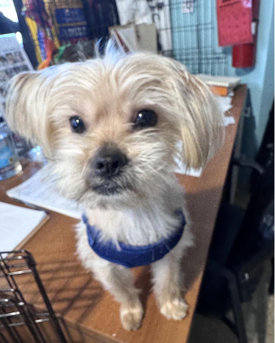 Enlarge Favor, an adopted mixed breed in Glendale, NY image 1/1