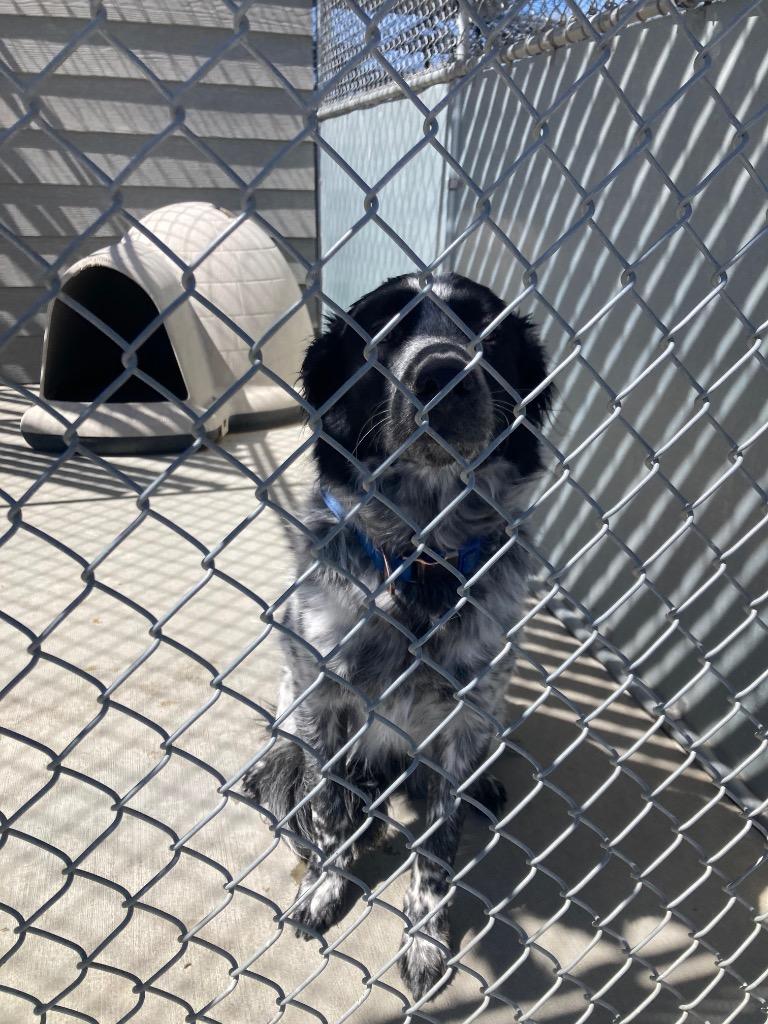 Cash, a Adoptable Border Collie in Green River, WY image 1/4