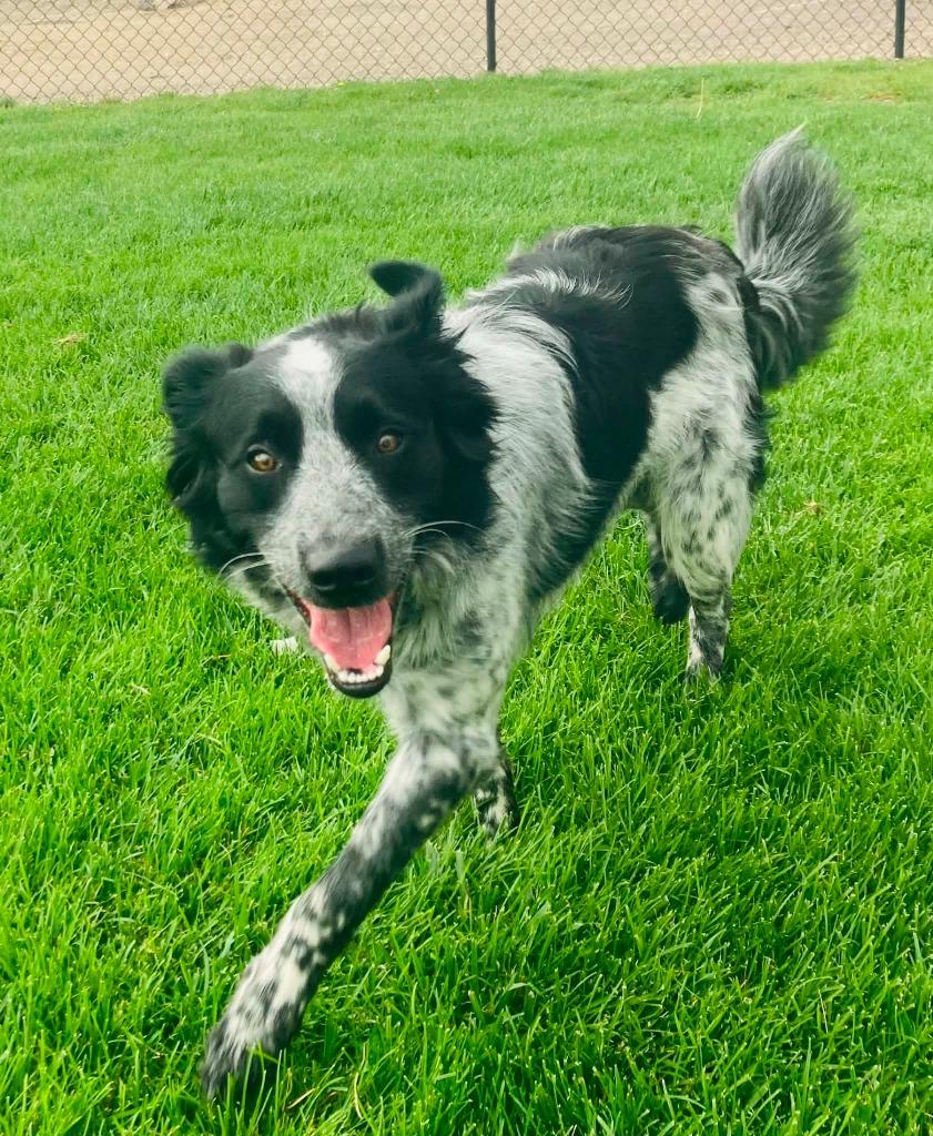 Cash, a Adoptable Border Collie in Green River, WY image 2/4