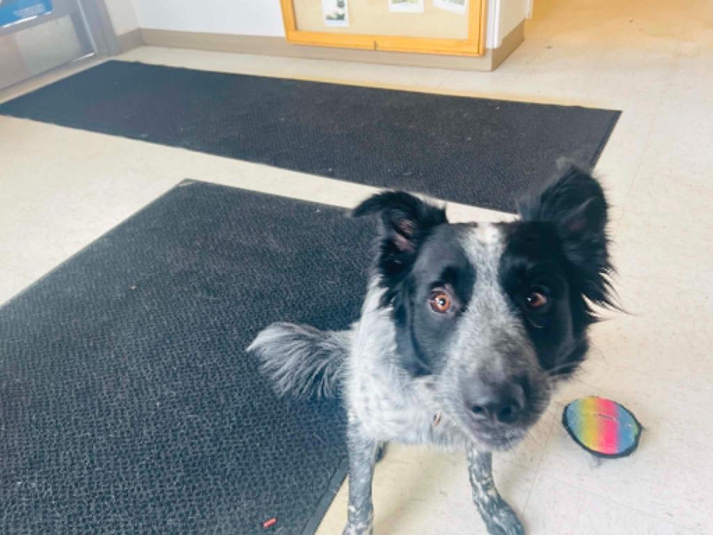 Cash, a Adoptable Border Collie in Green River, WY image 3/4