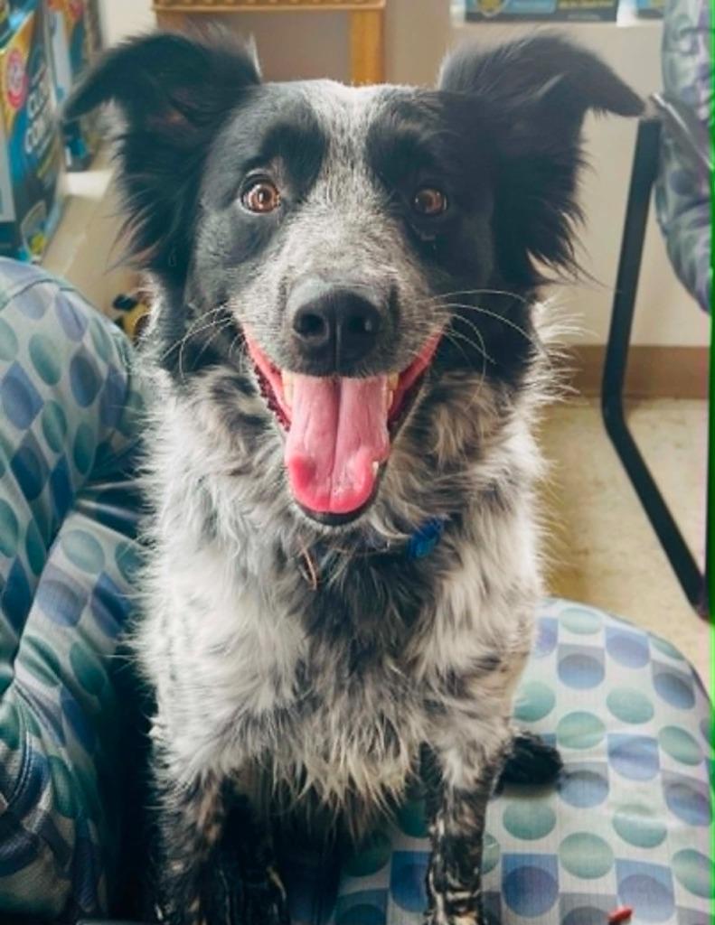 Cash, a Adoptable Border Collie in Green River, WY image 4/4